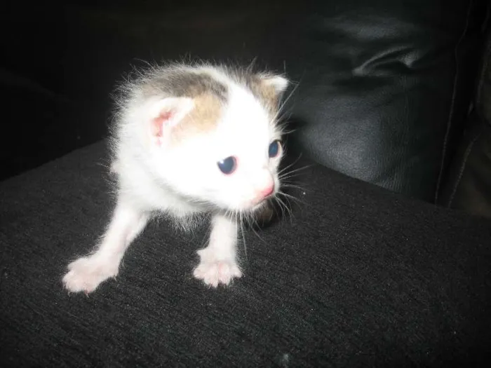 Gato ra a indefinida idade Abaixo de 2 meses nome não tem