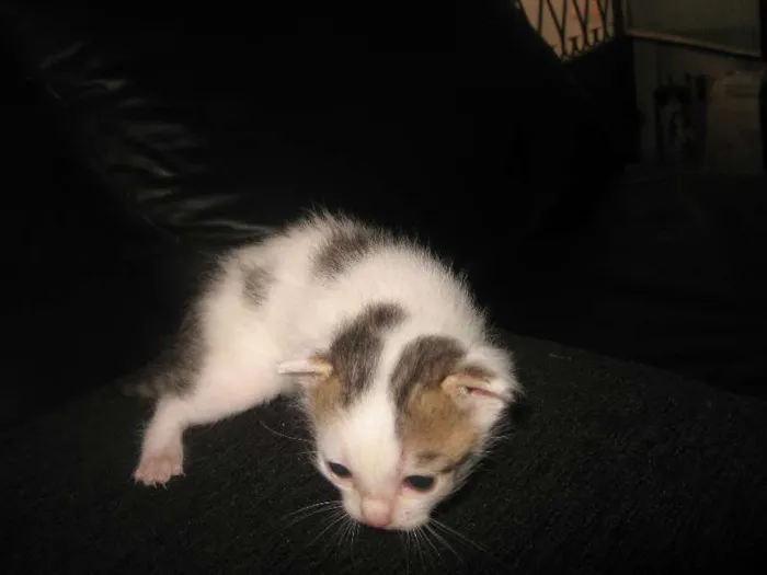 Gato ra a indefinida idade Abaixo de 2 meses nome não tem