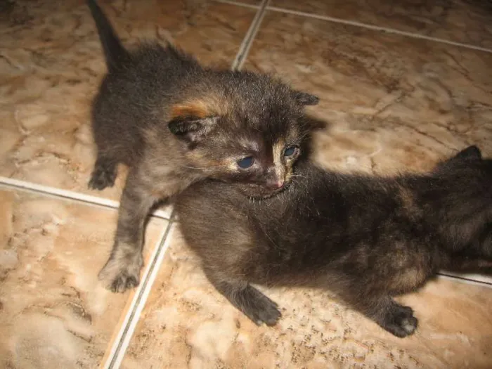 Gato ra a indefinida idade Abaixo de 2 meses nome não tem