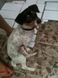 Puppy