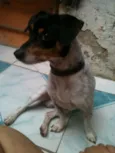 Puppy