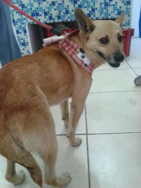 Cachorro ra a SEM RAÇA idade 3 anos nome JHOE
