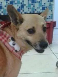 Cachorro ra a SEM RAÇA idade 3 anos nome JHOE