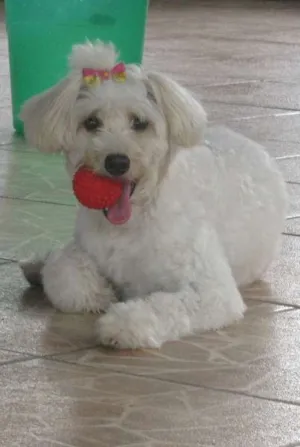 Cachorro raça  idade 2 anos nome Luckta