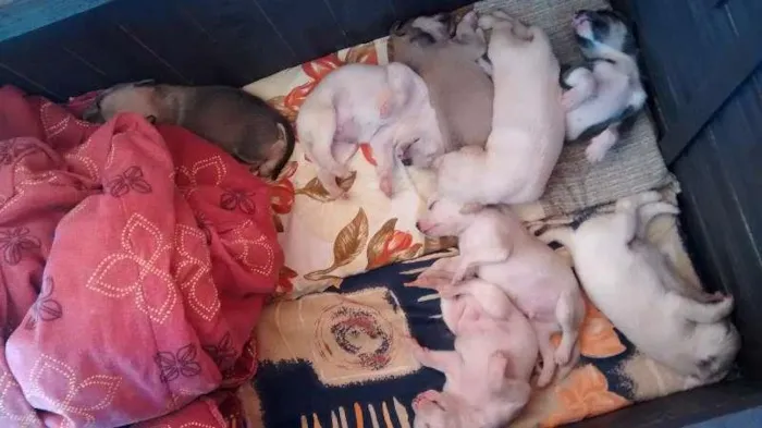 Cachorro ra a SRD idade Abaixo de 2 meses nome Filhotes