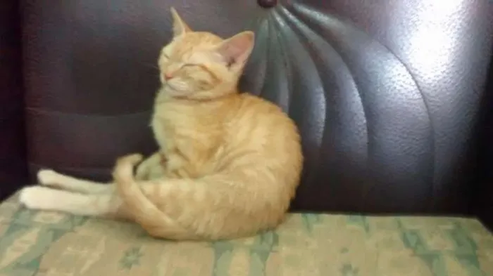 Gato ra a SRD idade 2 a 6 meses nome Mel