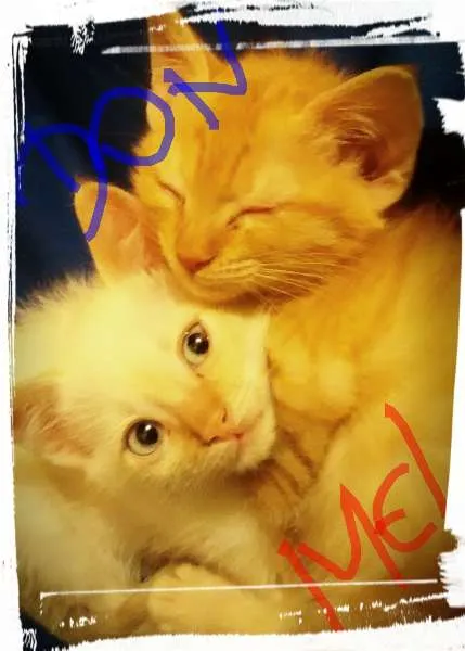 Gato ra a SRD idade 2 a 6 meses nome Mel