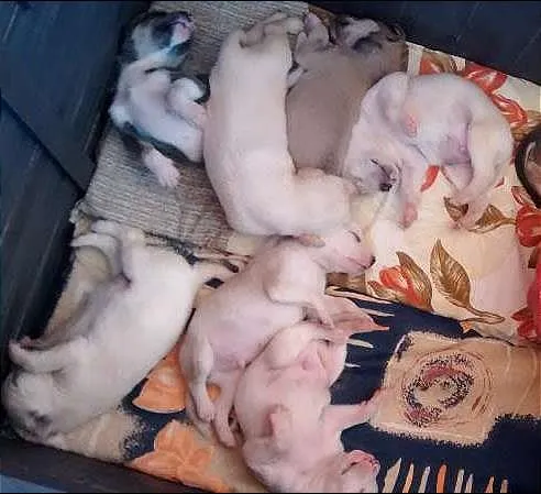 Cachorro ra a SRD idade Abaixo de 2 meses nome Filhotes