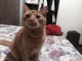 Simba