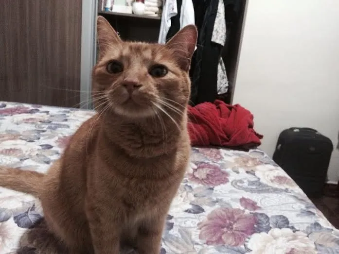 Gato ra a SRD idade 1 ano nome Simba