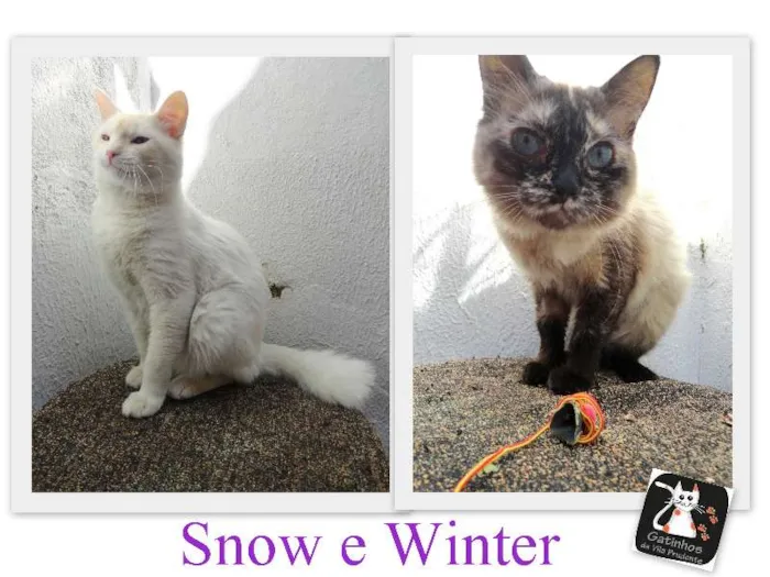 Gato ra a SRD idade 7 a 11 meses nome Snow/Winter