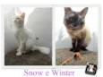Snow/Winter