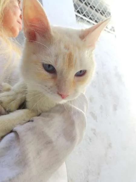 Gato ra a SRD idade 7 a 11 meses nome Snow/Winter