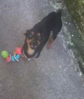 Cachorro ra a Pinscher idade 2 anos nome Punck