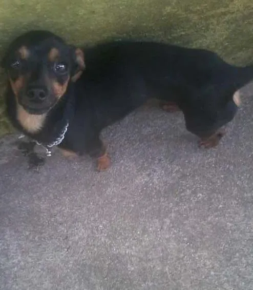 Cachorro ra a Pinscher idade 2 anos nome Punck