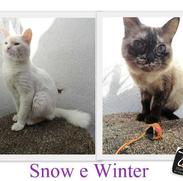 Gato ra a SRD idade 7 a 11 meses nome Snow/Winter