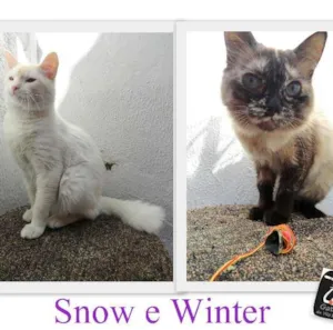 Gato raça SRD idade 7 a 11 meses nome Snow/Winter