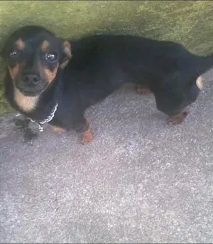 Cachorro raça Pinscher idade 2 anos nome Punck