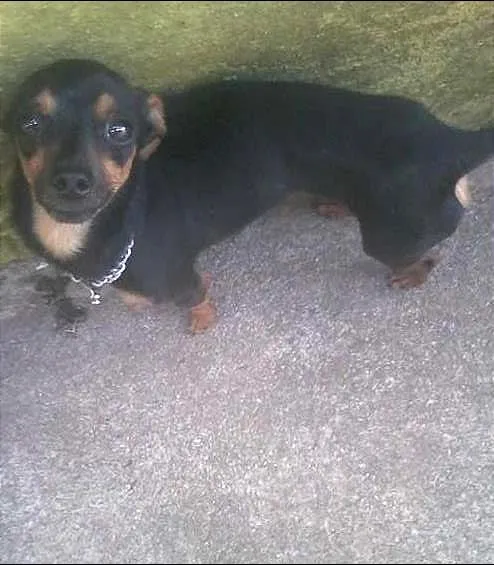 Cachorro ra a Pinscher idade 2 anos nome Punck