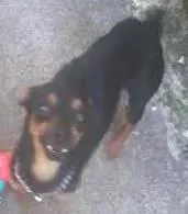 Cachorro ra a Pinscher idade 2 anos nome Punck