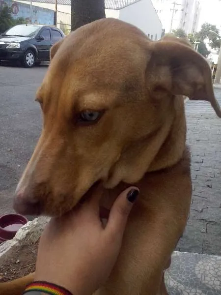 Cachorro ra a SRD idade 7 a 11 meses nome Kate