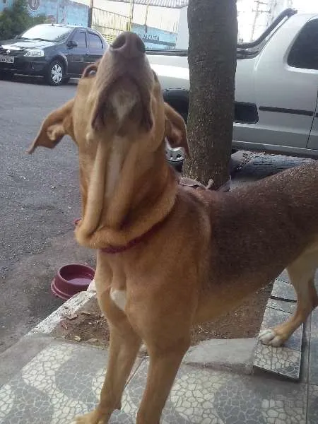 Cachorro ra a SRD idade 7 a 11 meses nome Kate