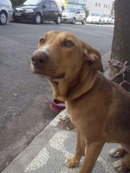 Cachorro ra a SRD idade 7 a 11 meses nome Kate