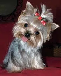 Cachorro ra a Yorkshire idade 1 ano nome Sophia
