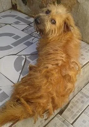 Cachorro raça ND idade 2 anos nome Flyp