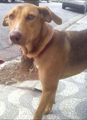 Cachorro raça SRD idade 7 a 11 meses nome Kate