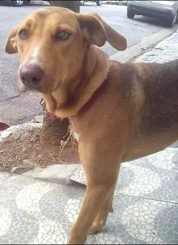Cachorro ra a SRD idade 7 a 11 meses nome Kate