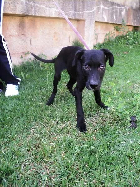 Cachorro ra a SRD idade 2 a 6 meses nome Lampião
