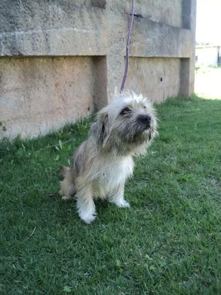 Cachorro ra a SRD idade 1 ano nome Valderrama