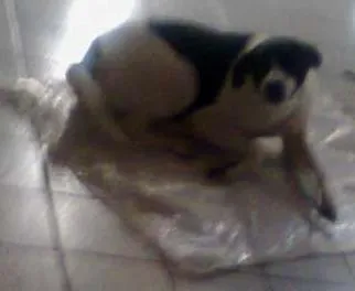 Cachorro raça Vira-Lata idade 2 anos nome Nina