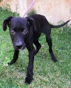 Cachorro ra a SRD idade 2 a 6 meses nome Lampião