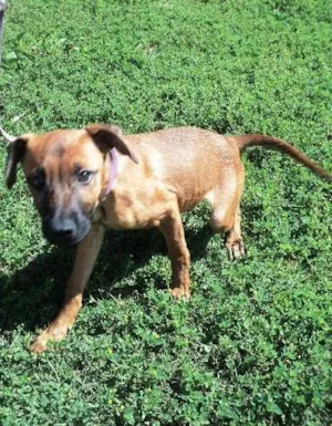 Cachorro raça SRD idade 2 a 6 meses nome Maria Bonita