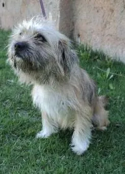 Cachorro ra a SRD idade 1 ano nome Valderrama