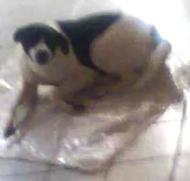 Cachorro raça Vira-Lata idade 2 anos nome Nina