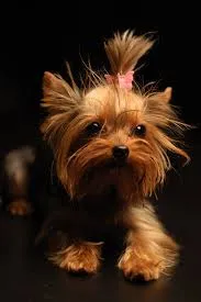 Cachorro raça Yorkshire idade 1 ano nome Sophia