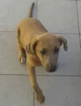 Olhos Azuis