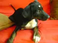 Estrela