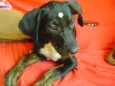 Estrela
