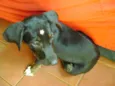 Estrela