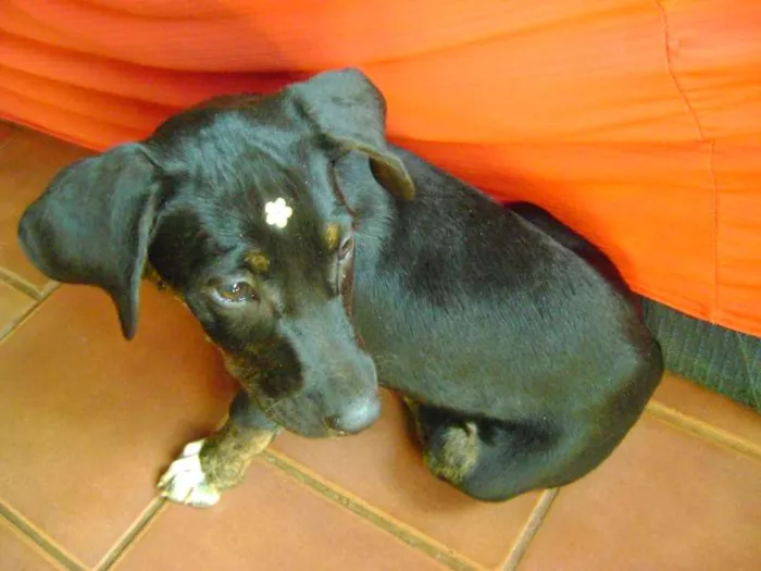 Cachorro ra a -- idade 2 a 6 meses nome Estrela