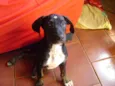 Estrela