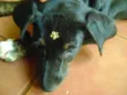 Estrela