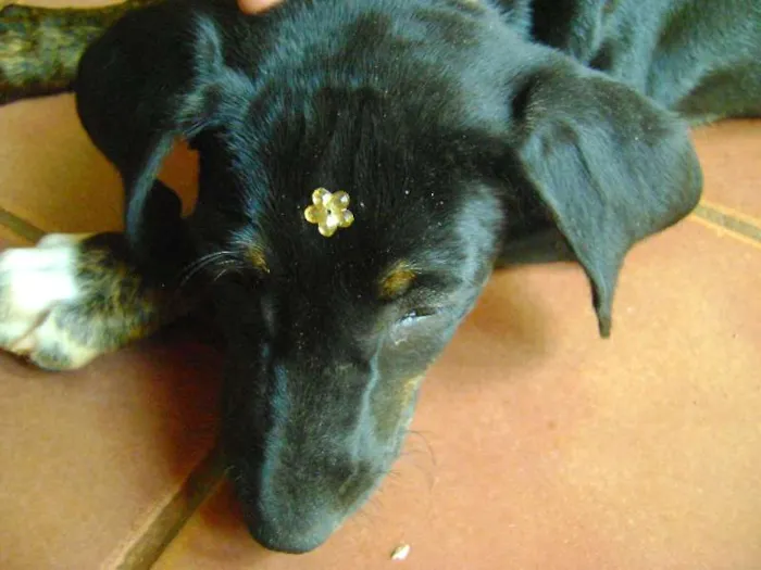 Cachorro ra a -- idade 2 a 6 meses nome Estrela