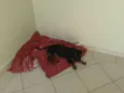 Esmeralda