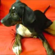 Estrela