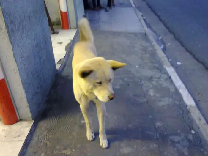 Cachorro ra a não definida idade 6 ou mais anos nome lobinho e nina